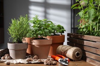 Photo of Potted herbs, clay pebbles and gardening tools on wooden table indoors, closeup