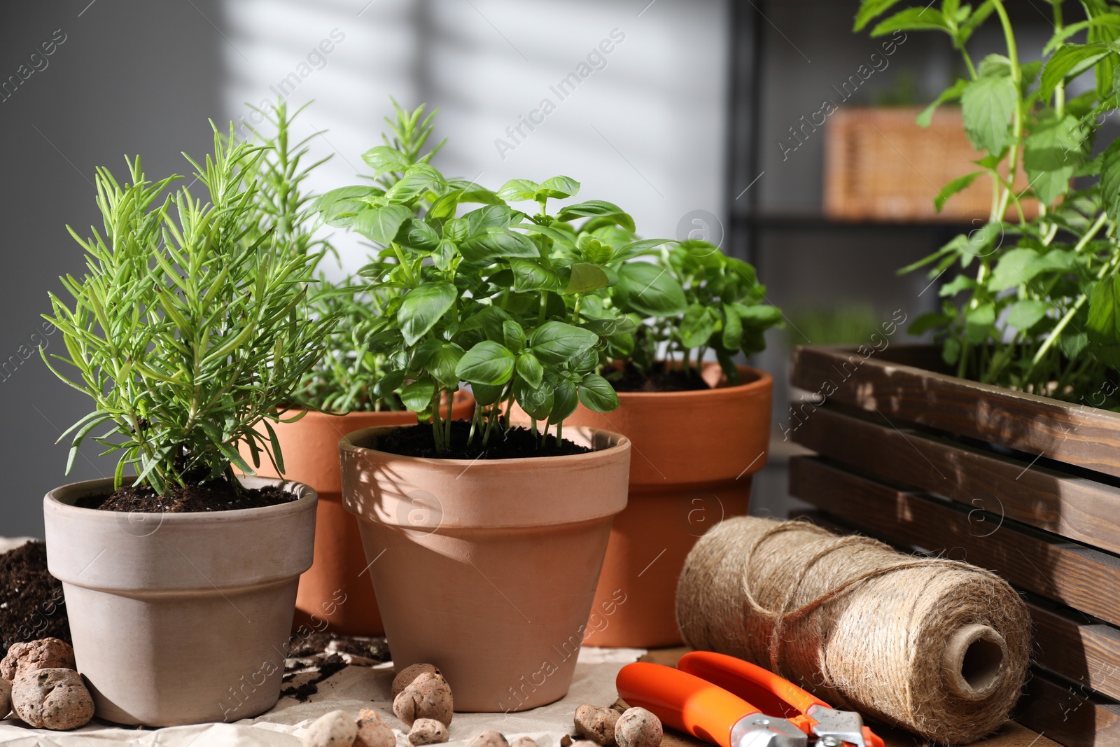 Photo of Potted herbs, clay pebbles and gardening tools on table indoors, closeup