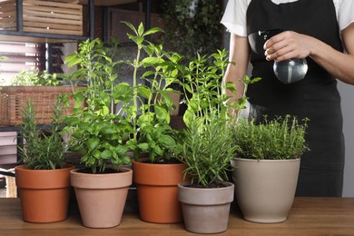 Photo of Woman spraying different potted herbs at wooden table indoors, closeup