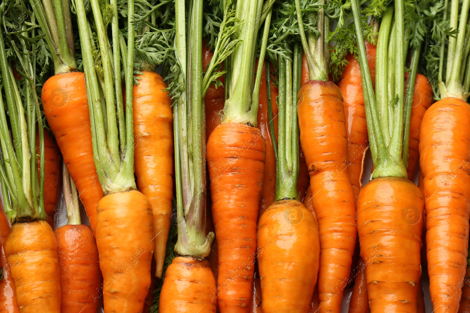 Photo of Tasty ripe juicy carrots as background, top view