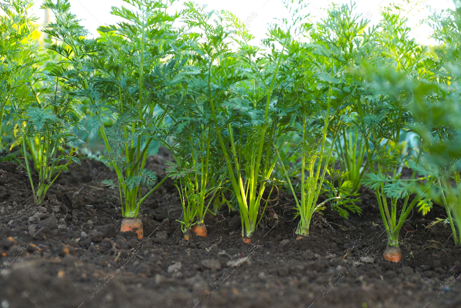 Photo of Carrot plants with green leaves growing in garden, closeup