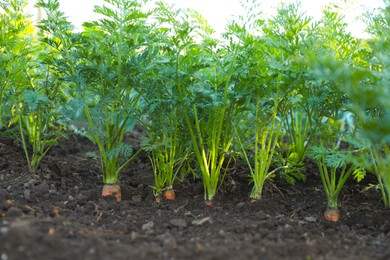 Photo of Carrot plants with green leaves growing in garden, closeup