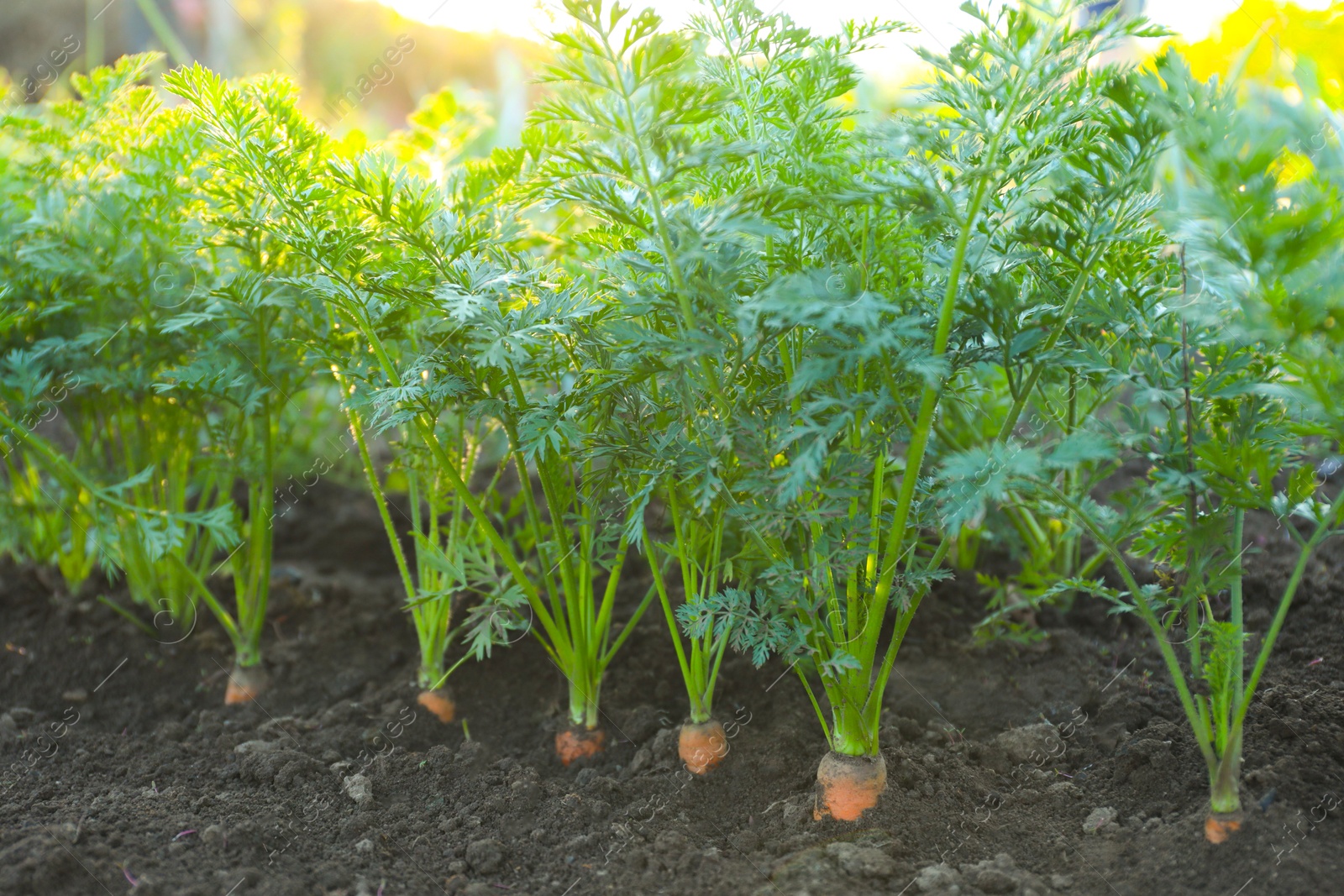 Photo of Carrot plants with green leaves growing in garden