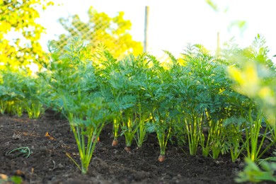 Photo of Carrot plants with green leaves growing in garden