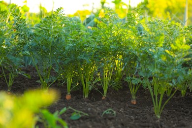 Photo of Carrot plants with green leaves growing in garden