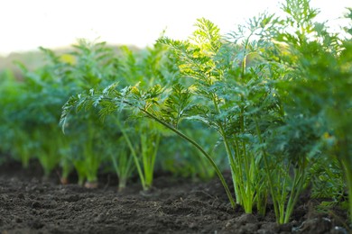 Photo of Carrot plants with green leaves growing in garden, closeup