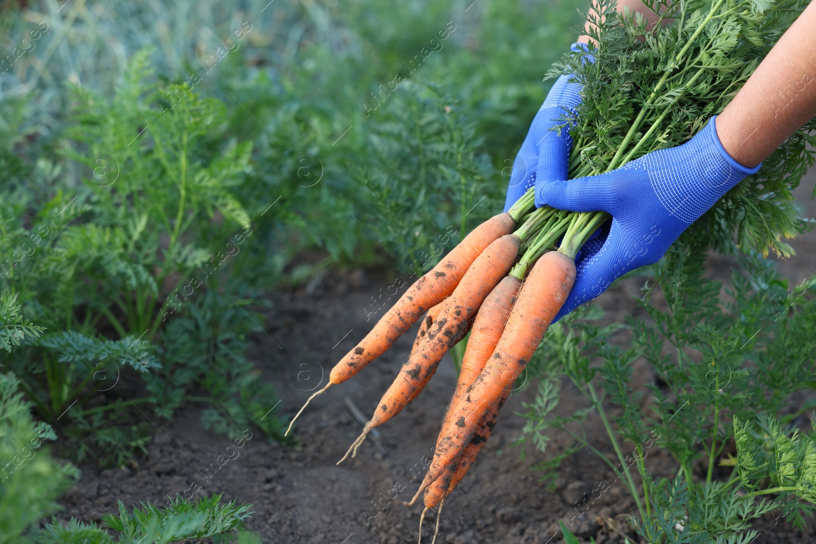 Photo of Farmer in gloves holding bunch of fresh carrots in garden, closeup