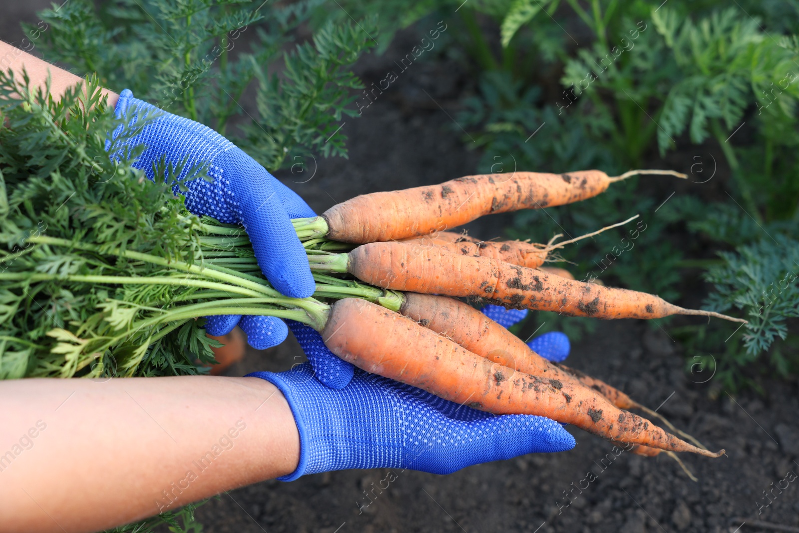 Photo of Farmer in gloves holding bunch of fresh carrots in garden, closeup