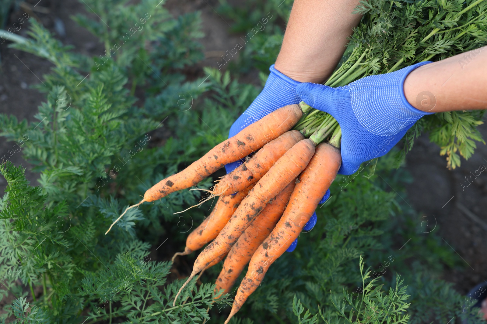 Photo of Farmer in gloves holding bunch of fresh carrots in garden, closeup