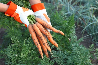 Farmer in gloves holding bunch of fresh carrots in garden, closeup