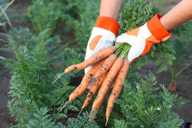 Photo of Farmer in gloves holding bunch of fresh carrots in garden, closeup