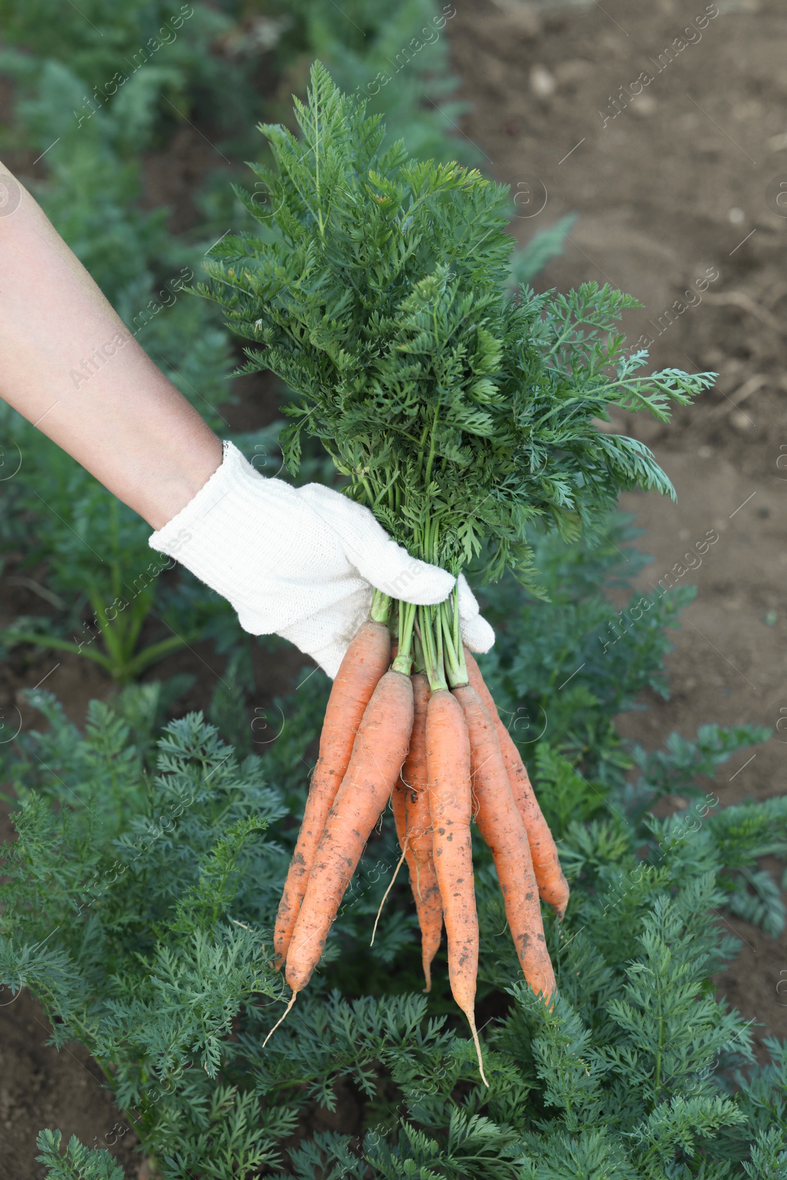 Photo of Farmer in gloves holding bunch of fresh carrots in garden, closeup