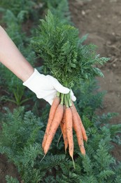 Photo of Farmer in gloves holding bunch of fresh carrots in garden, closeup