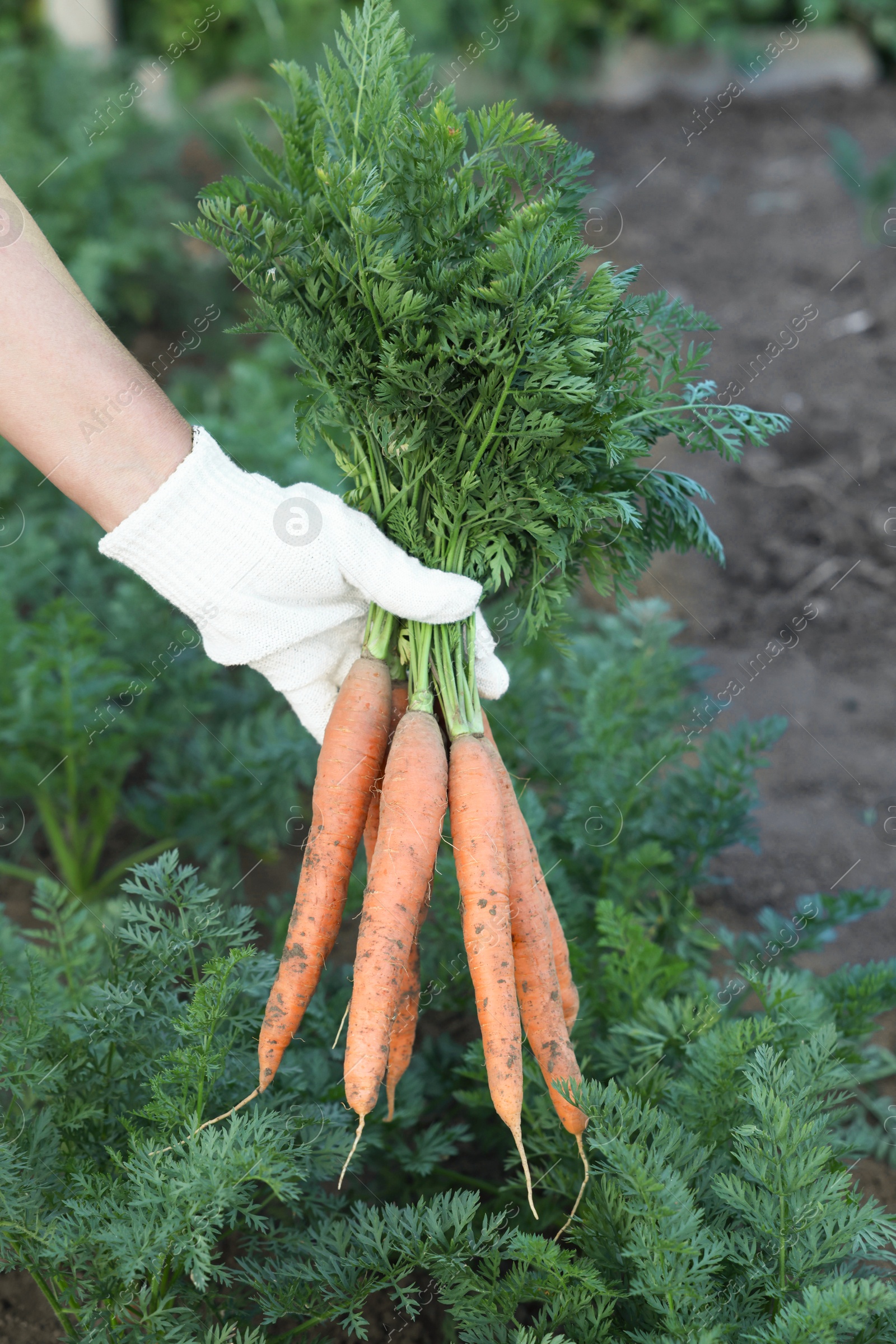 Photo of Farmer in gloves holding bunch of fresh carrots in garden, closeup