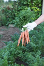 Photo of Farmer in gloves holding bunch of fresh carrots in garden, closeup