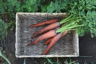 Photo of Wicker basket with bunch of fresh carrots in garden, top view