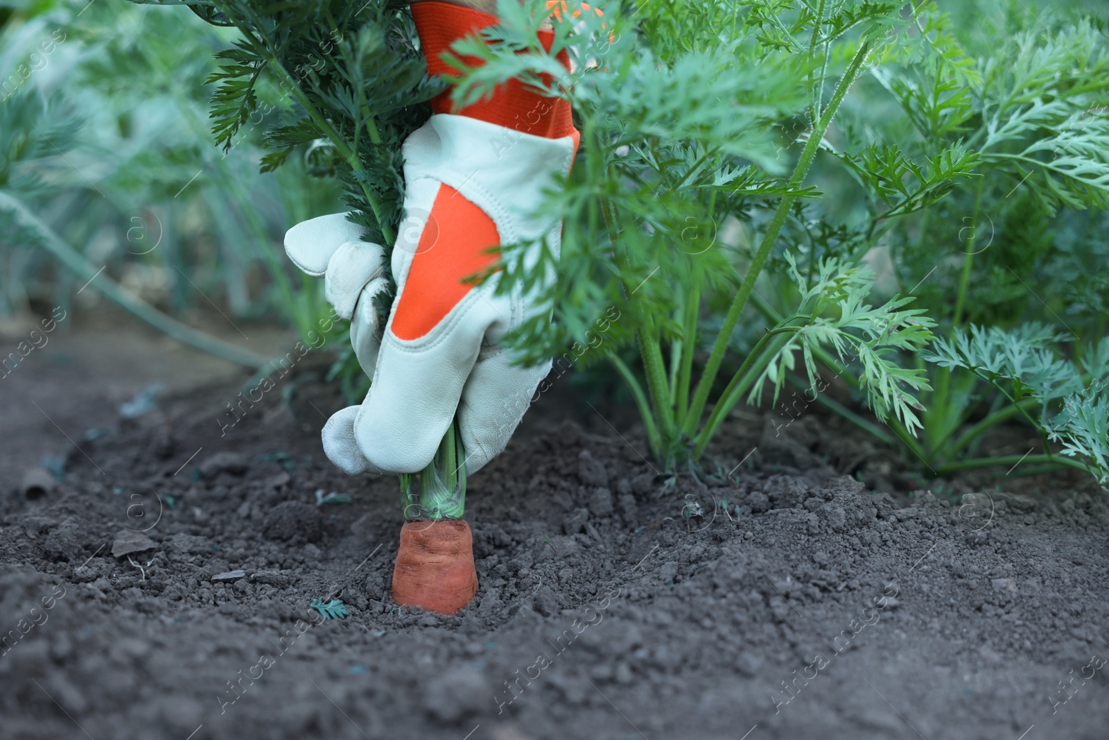 Photo of Farmer picking carrot out of soil in garden, closeup