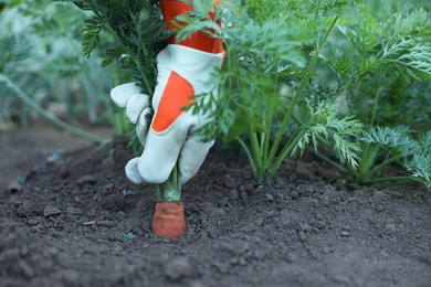 Photo of Farmer picking carrot out of soil in garden, closeup