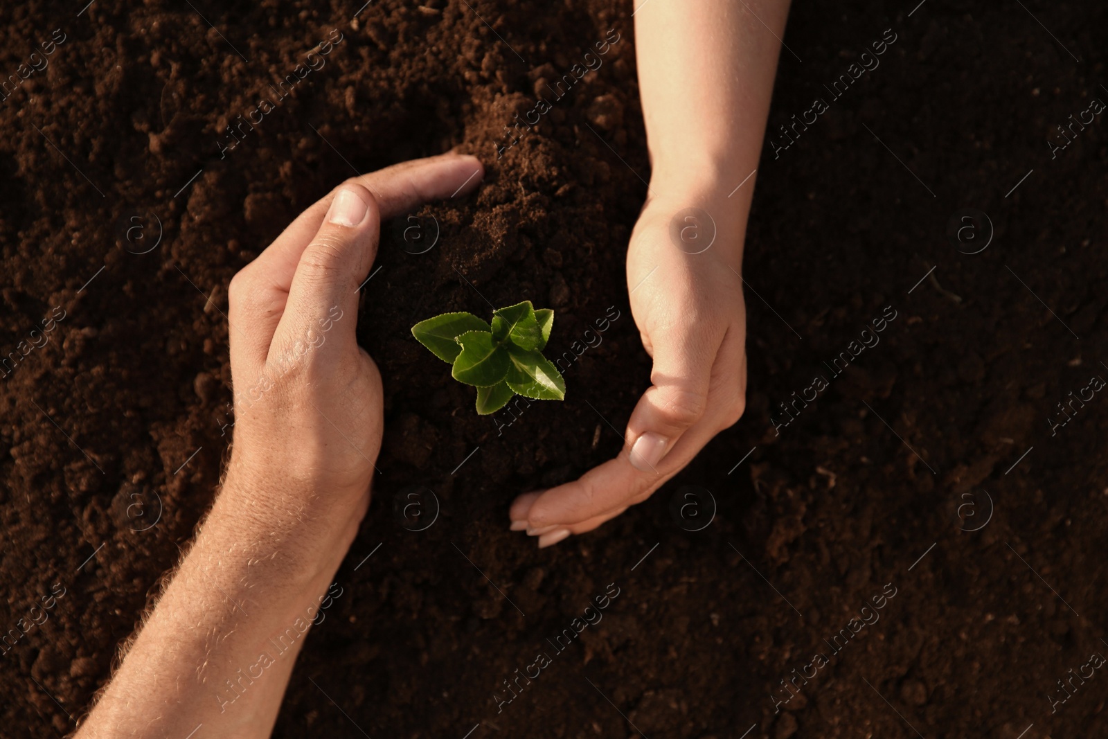 Photo of Couple protecting young seedling in soil, top view