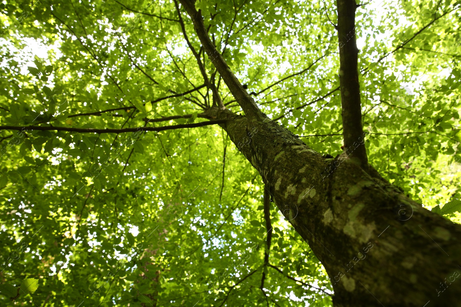 Photo of Beautiful green tree growing in forest, bottom view