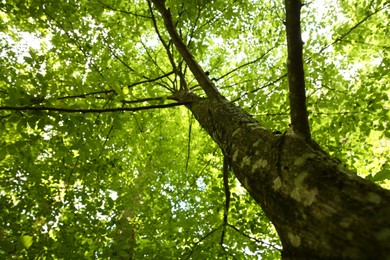 Photo of Beautiful green tree growing in forest, bottom view