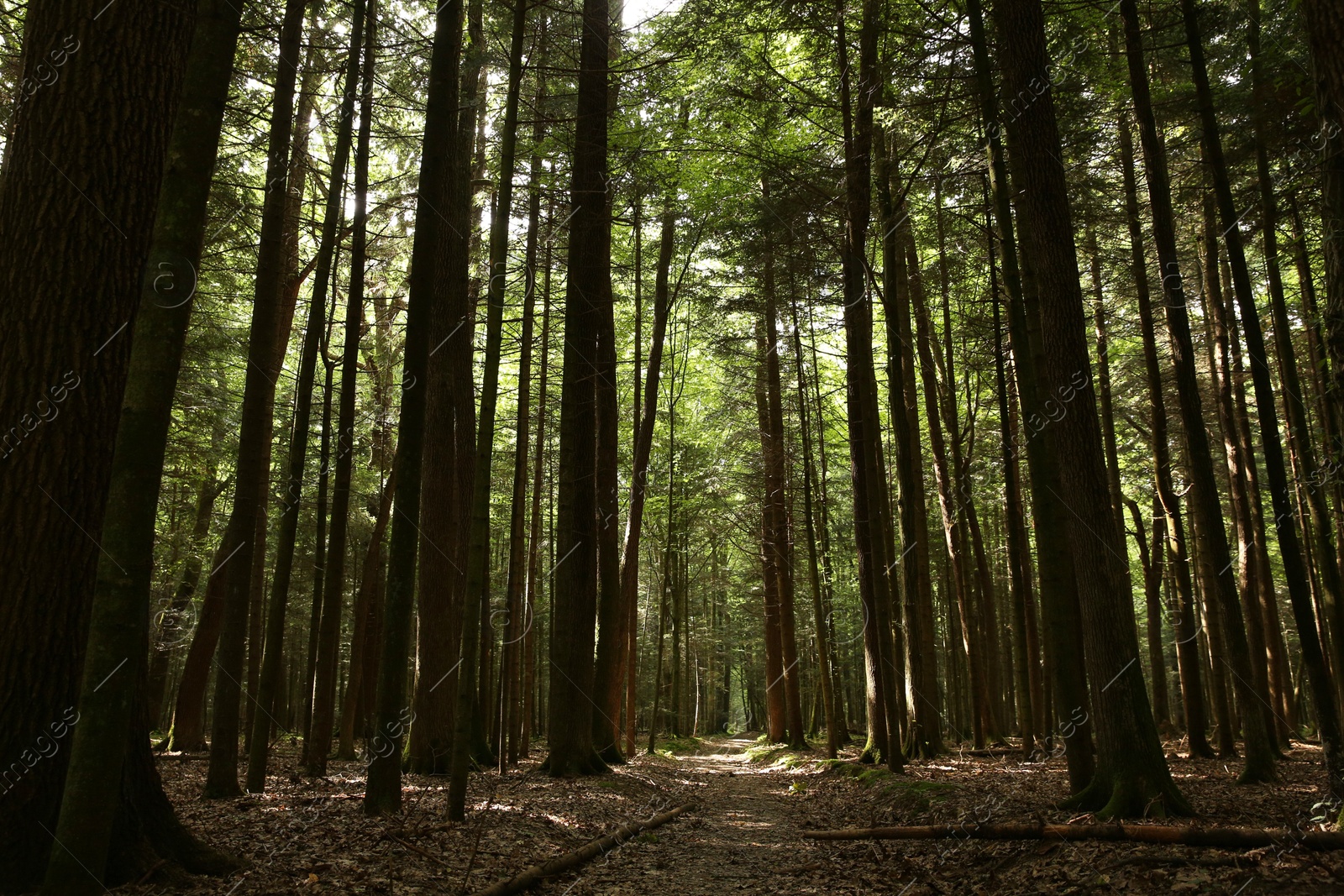 Photo of Beautiful green trees and pathway in forest