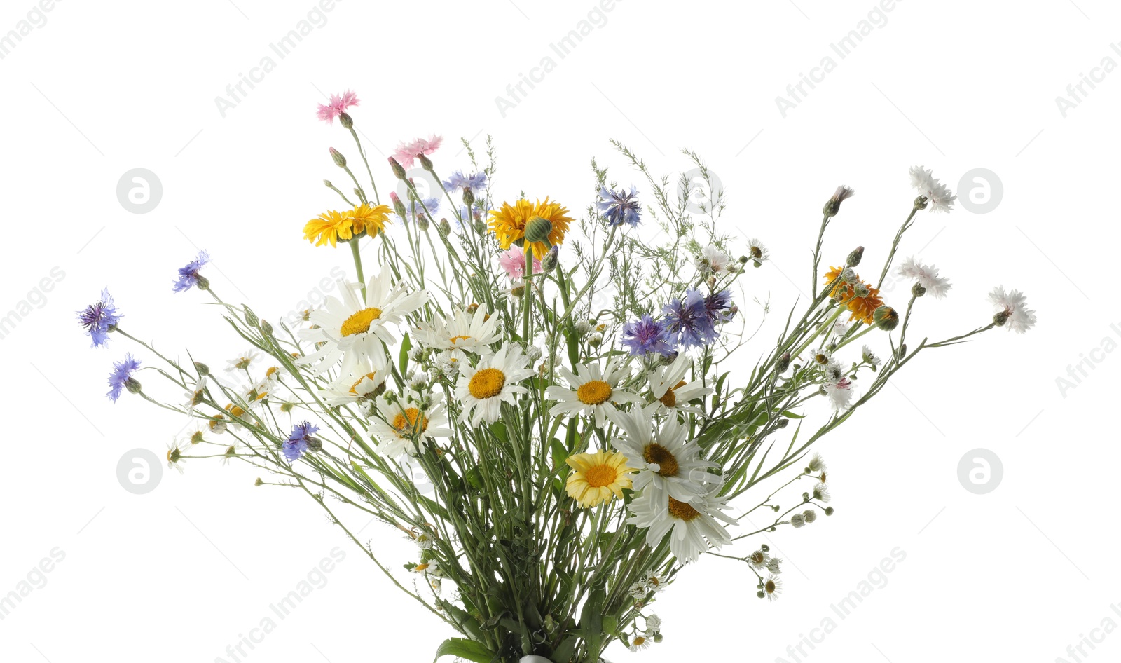 Photo of Bouquet of beautiful wildflowers on white background