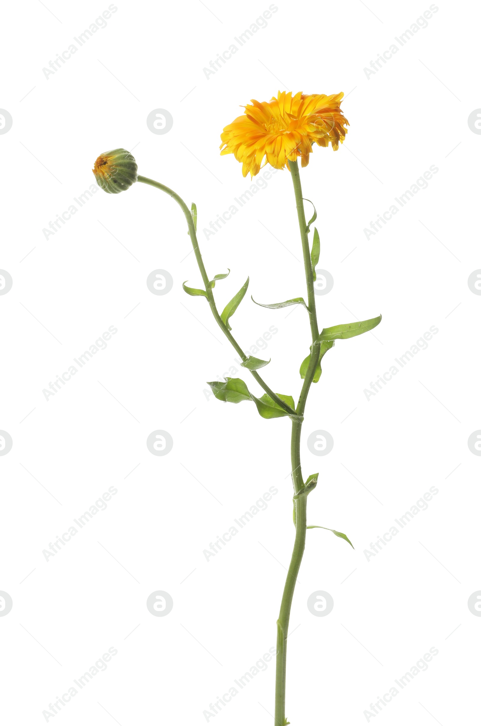 Photo of Beautiful calendula on white background. Wild flower