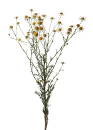 Many beautiful chamomile flowers on white background