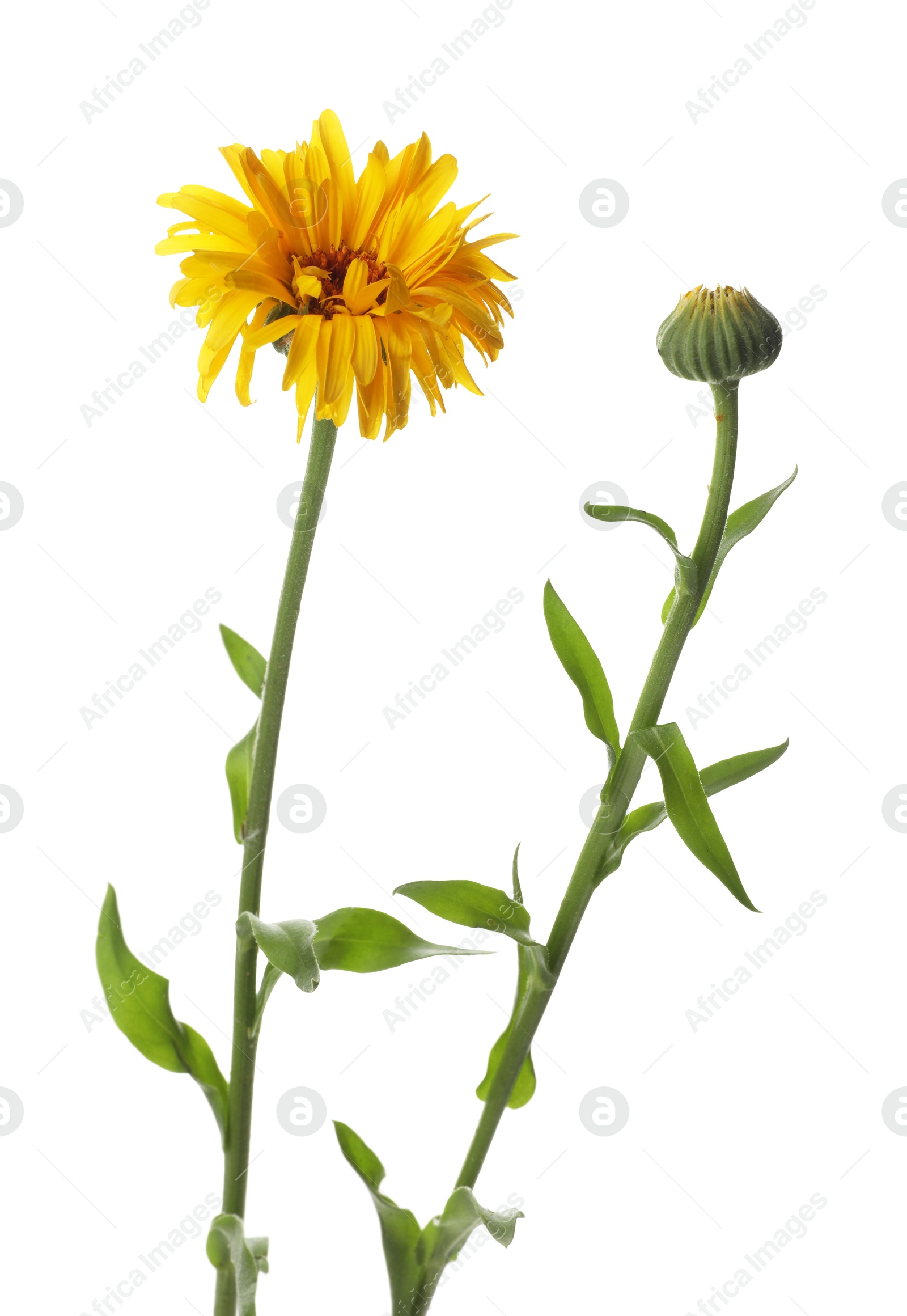 Photo of Beautiful calendula on white background. Wild flower