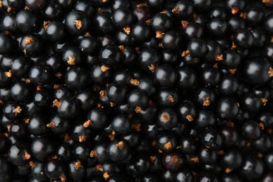 Ripe black currants as background, top view