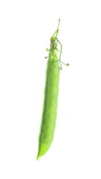 One green fresh pea pod isolated on white