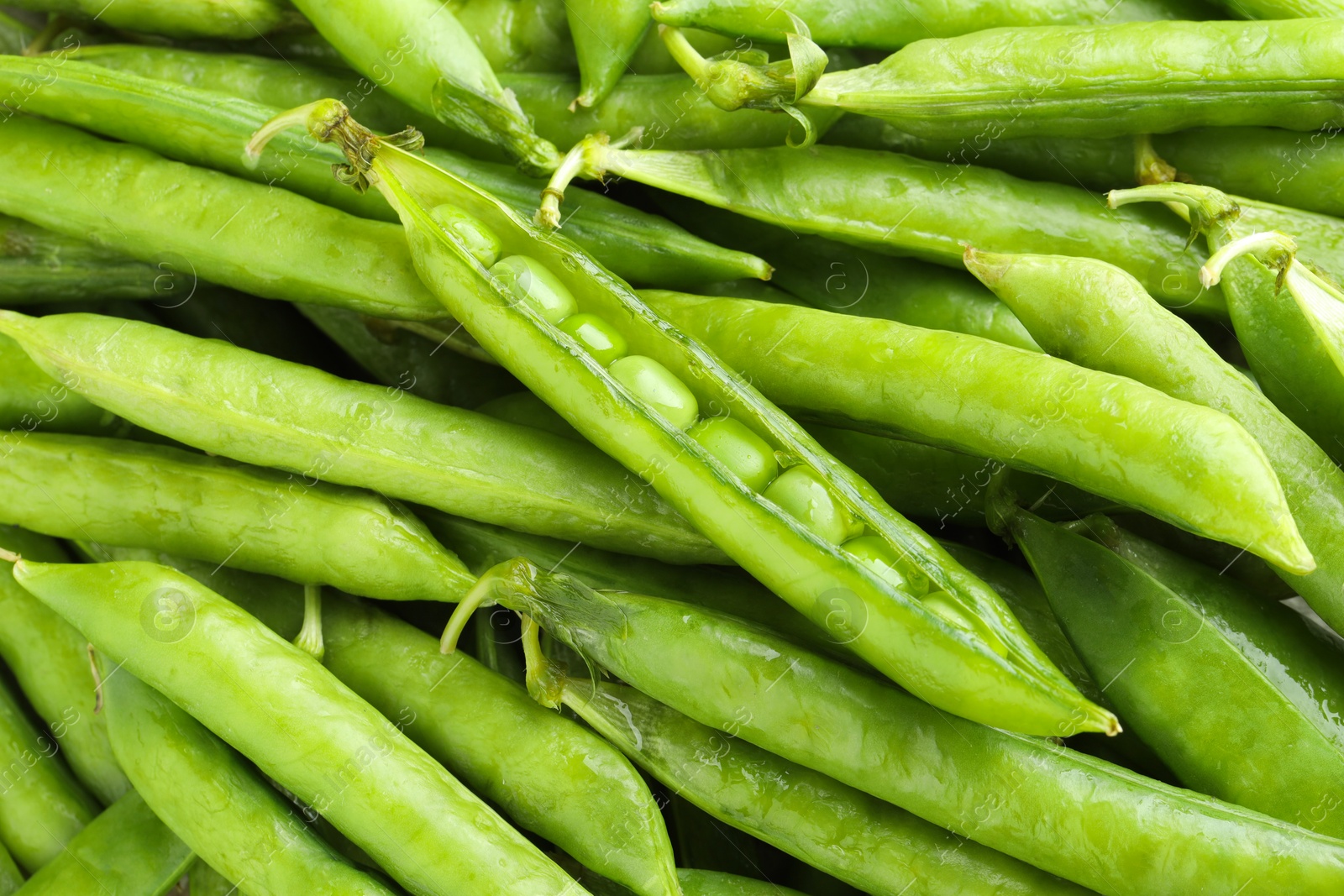 Photo of Many fresh green pods as background, closeup