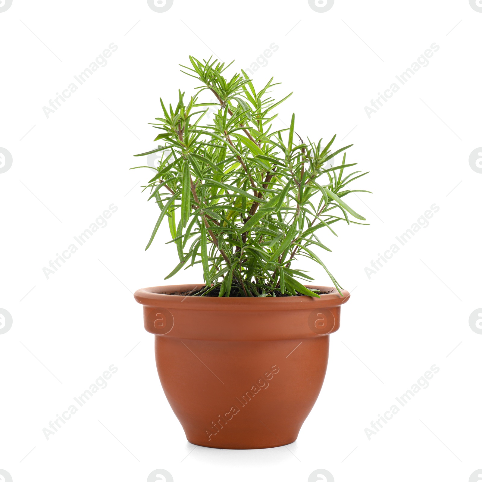 Photo of Aromatic rosemary plant in pot isolated on white