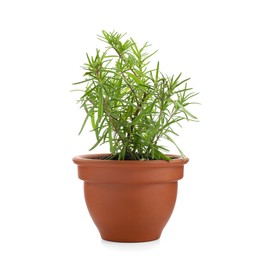 Photo of Aromatic rosemary plant in pot isolated on white