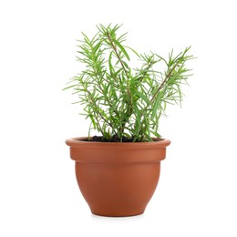 Photo of Aromatic rosemary plant in pot isolated on white