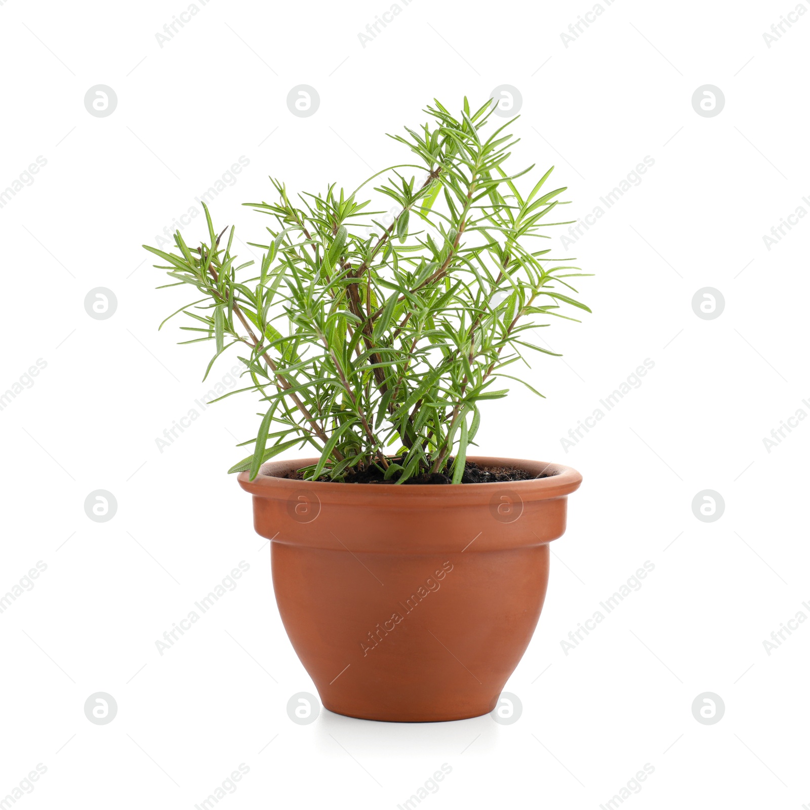 Photo of Aromatic rosemary plant in pot isolated on white