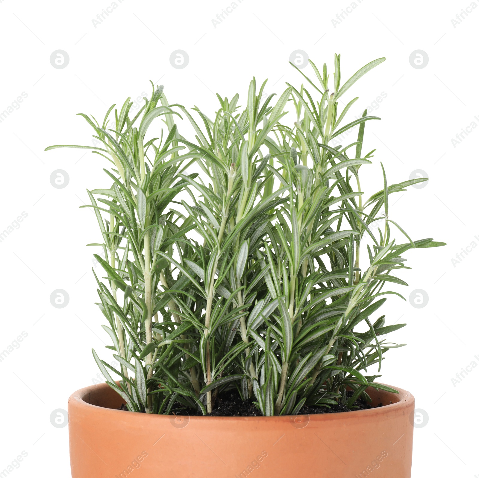 Photo of Aromatic rosemary plant in pot isolated on white