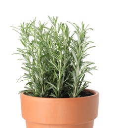 Photo of Aromatic rosemary plant in pot isolated on white