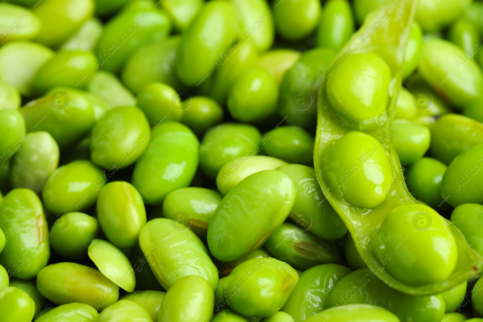 Photo of Fresh edamame pod on soybeans, closeup view