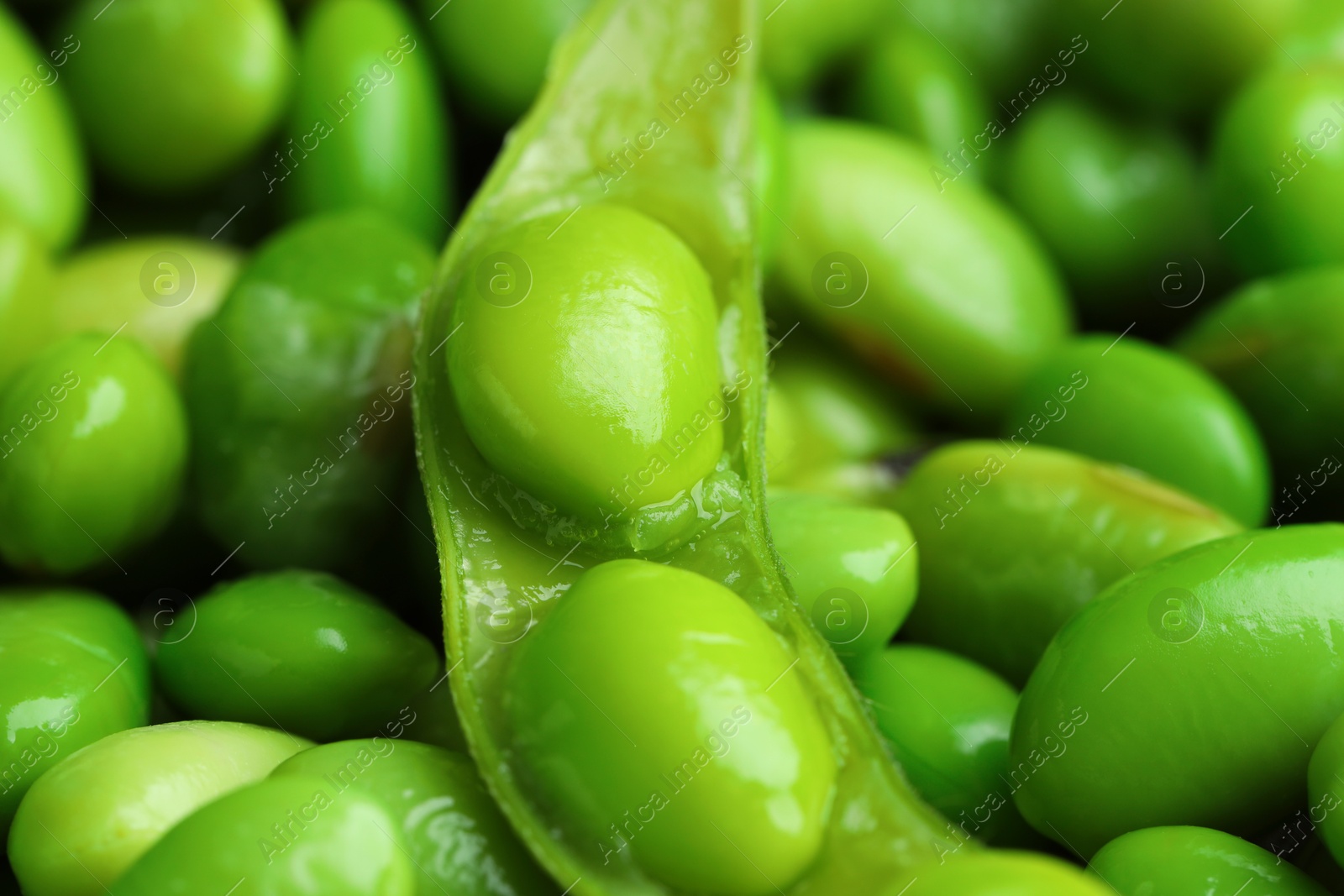 Photo of Fresh edamame pod on soybeans, closeup view