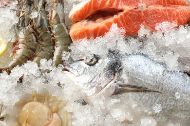 Photo of Fresh scallop, shrimps and other sea food on ice