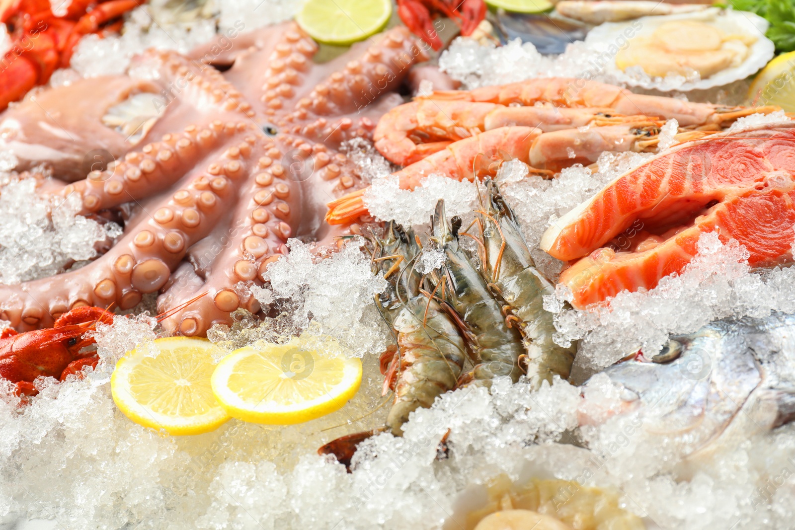 Photo of Fresh salmon steak, whole raw octopus and other sea food on ice, closeup