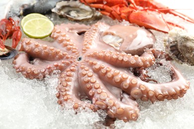 Whole fresh raw octopus, lobster and other sea food on ice, closeup