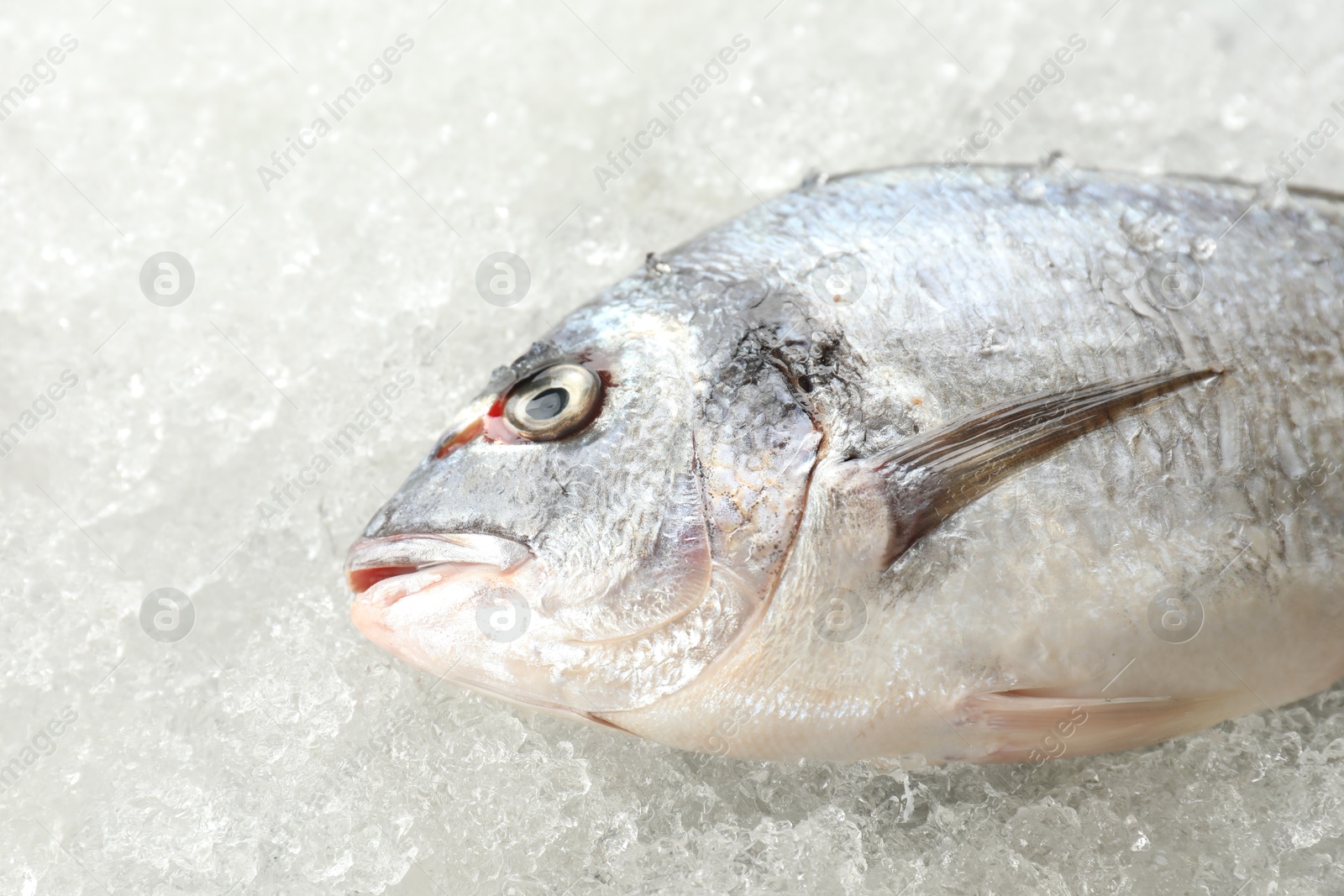 Photo of Fresh raw dorada fish on ice, closeup. Sea food