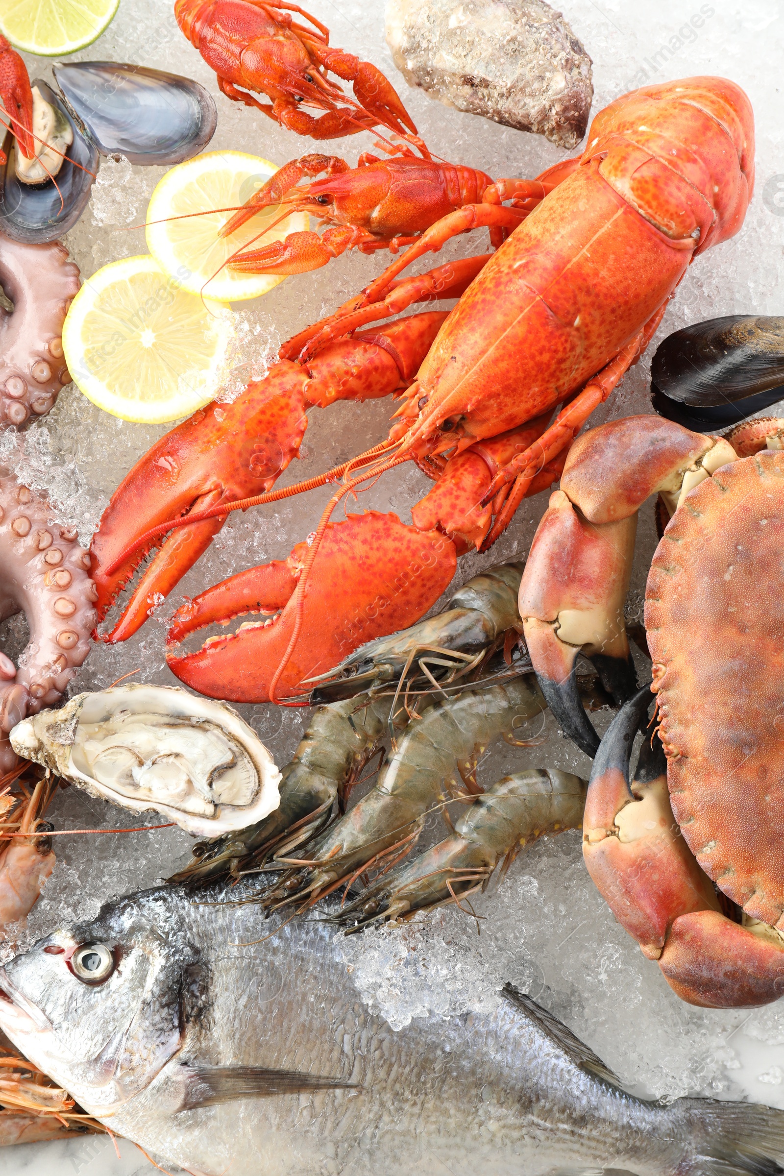 Photo of Crab, lobster and other sea food on ice, top view