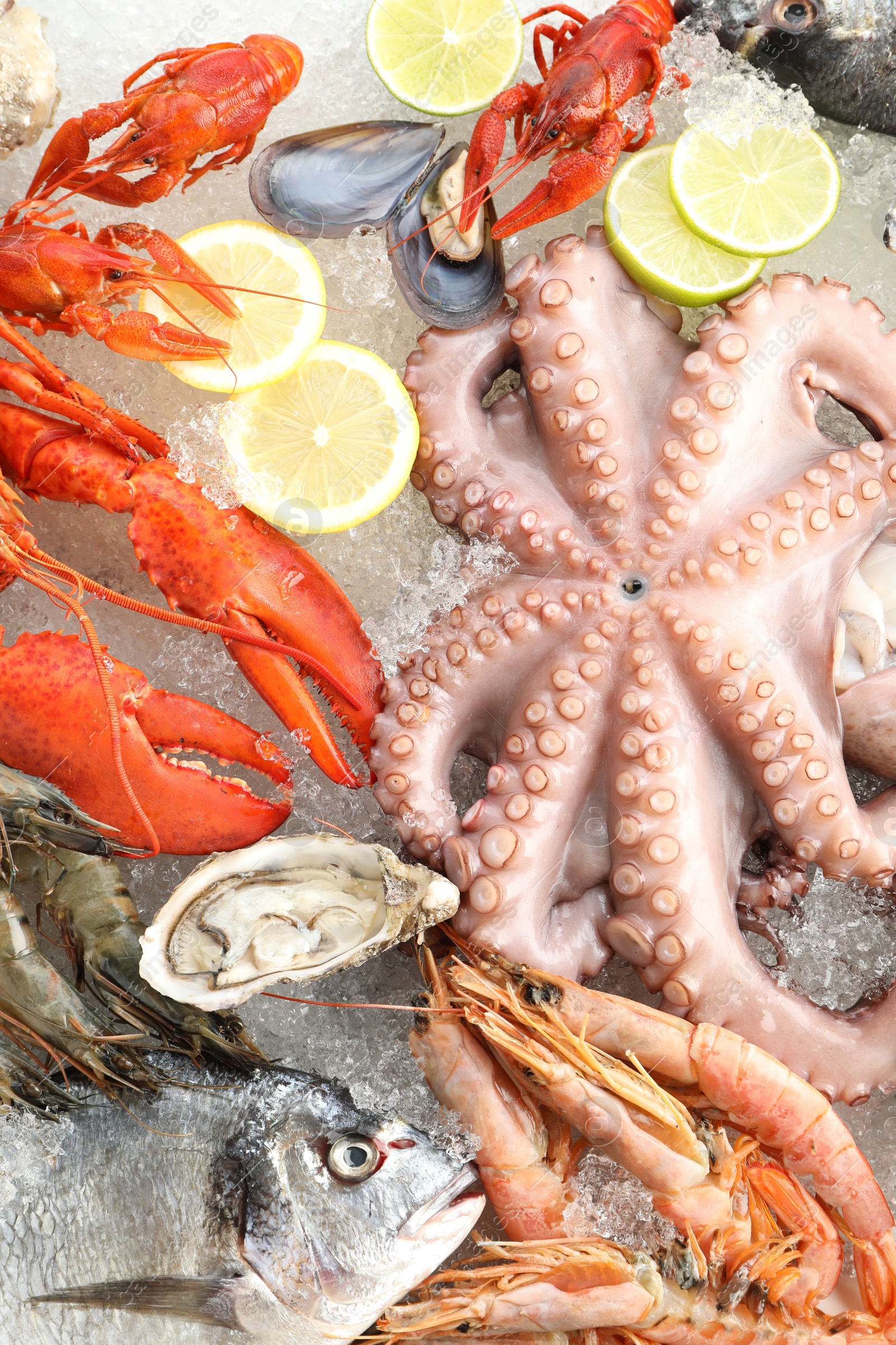 Photo of Fresh raw octopus, lobster and other sea food on ice, top view