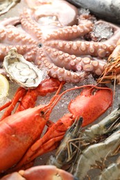 Whole fresh raw octopus, lobster and other sea food on ice, closeup