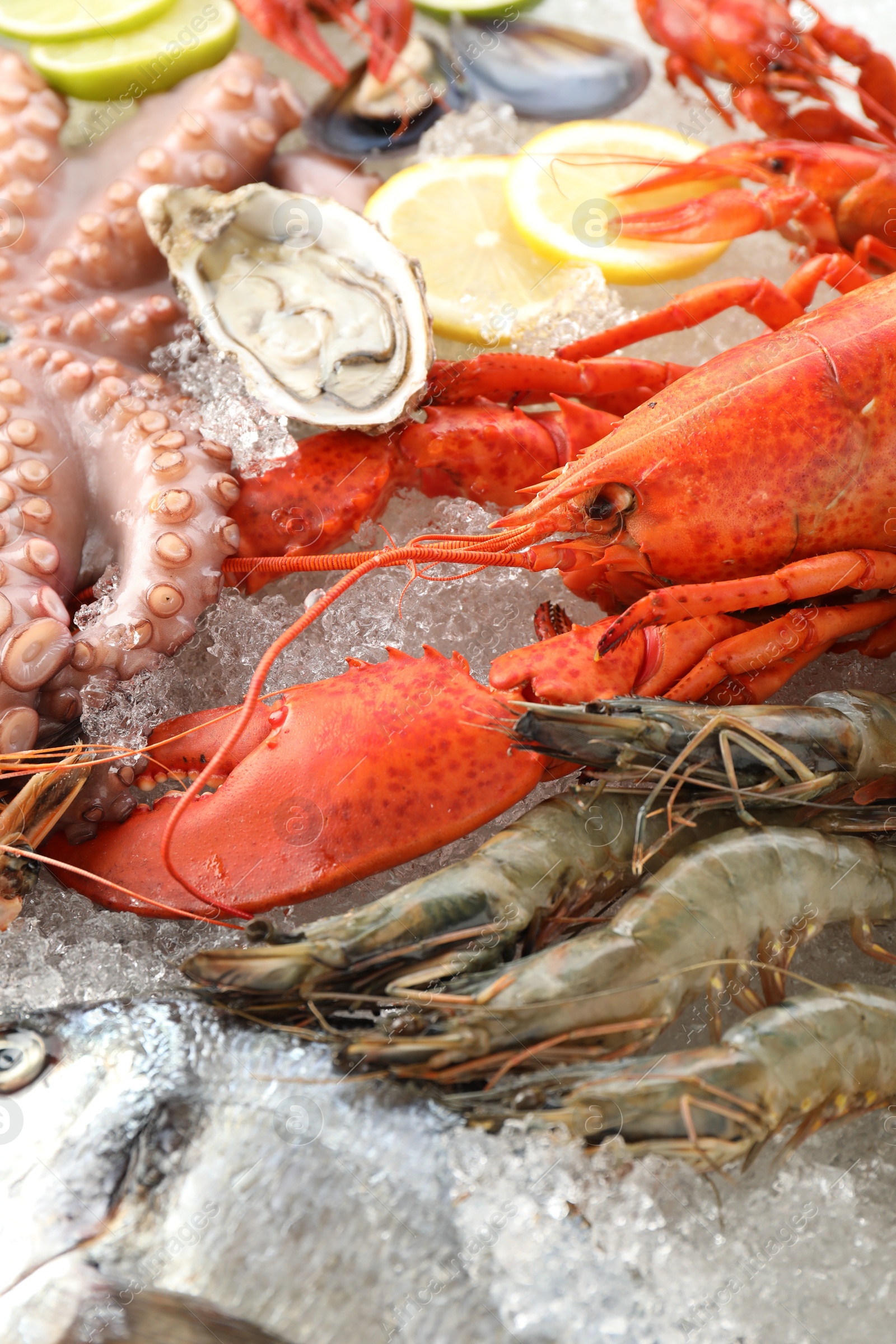 Photo of Whole fresh raw octopus, lobster and other sea food on ice, closeup