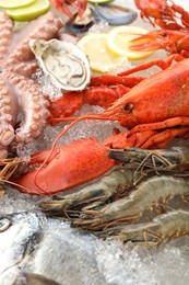 Whole fresh raw octopus, lobster and other sea food on ice, closeup